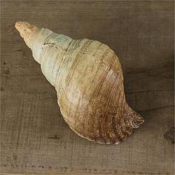 Shell - Conch